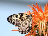 Tree Numph Butterfly